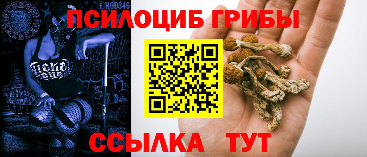 Псилоцибиновые грибы Cubensis Губкин